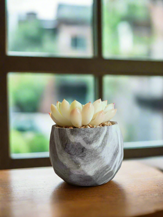 Succulent Harmony Grey Pot – Echeveria Elegans in Marble Pot displayed elegantly.