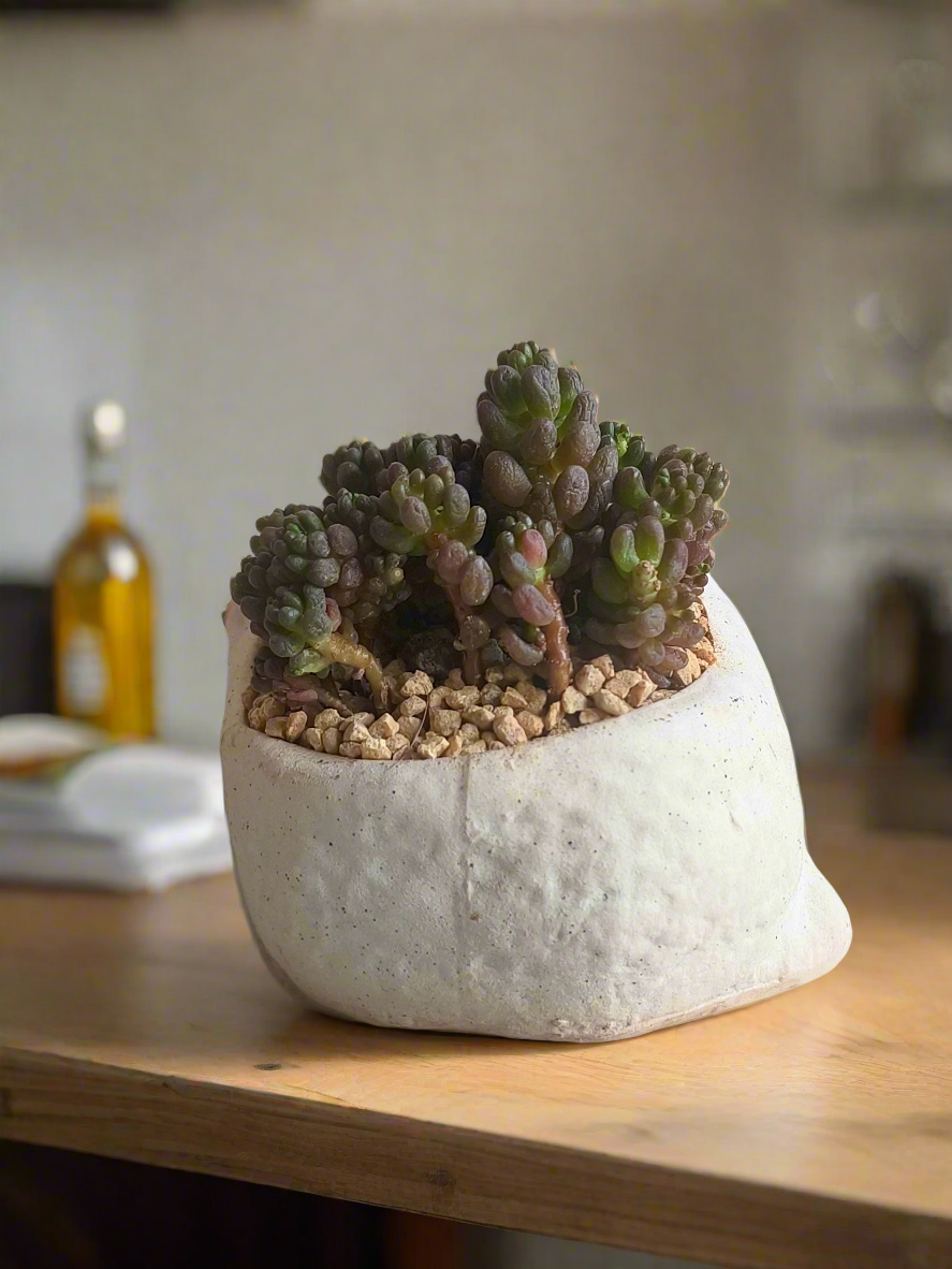 Succulent Sleeping Beauty Cat Planter - Sedum Rubrotinctum 'Redberry' - SlowBloomGreens