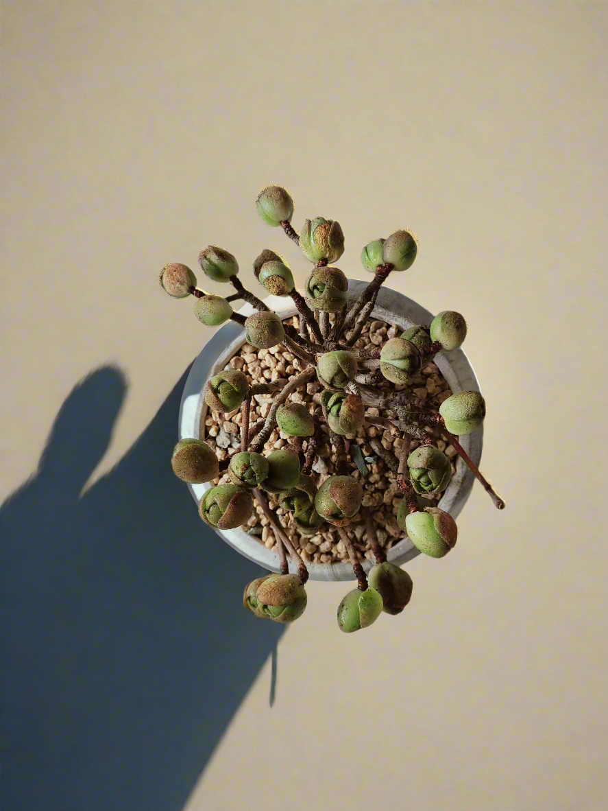 Succulent Elegant Round Grey - Aeonium 'Adodes' - SlowBloomGreens
