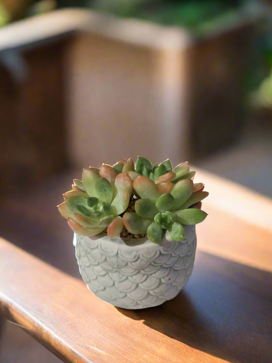 Whimsical design of Succulent Owl Pot