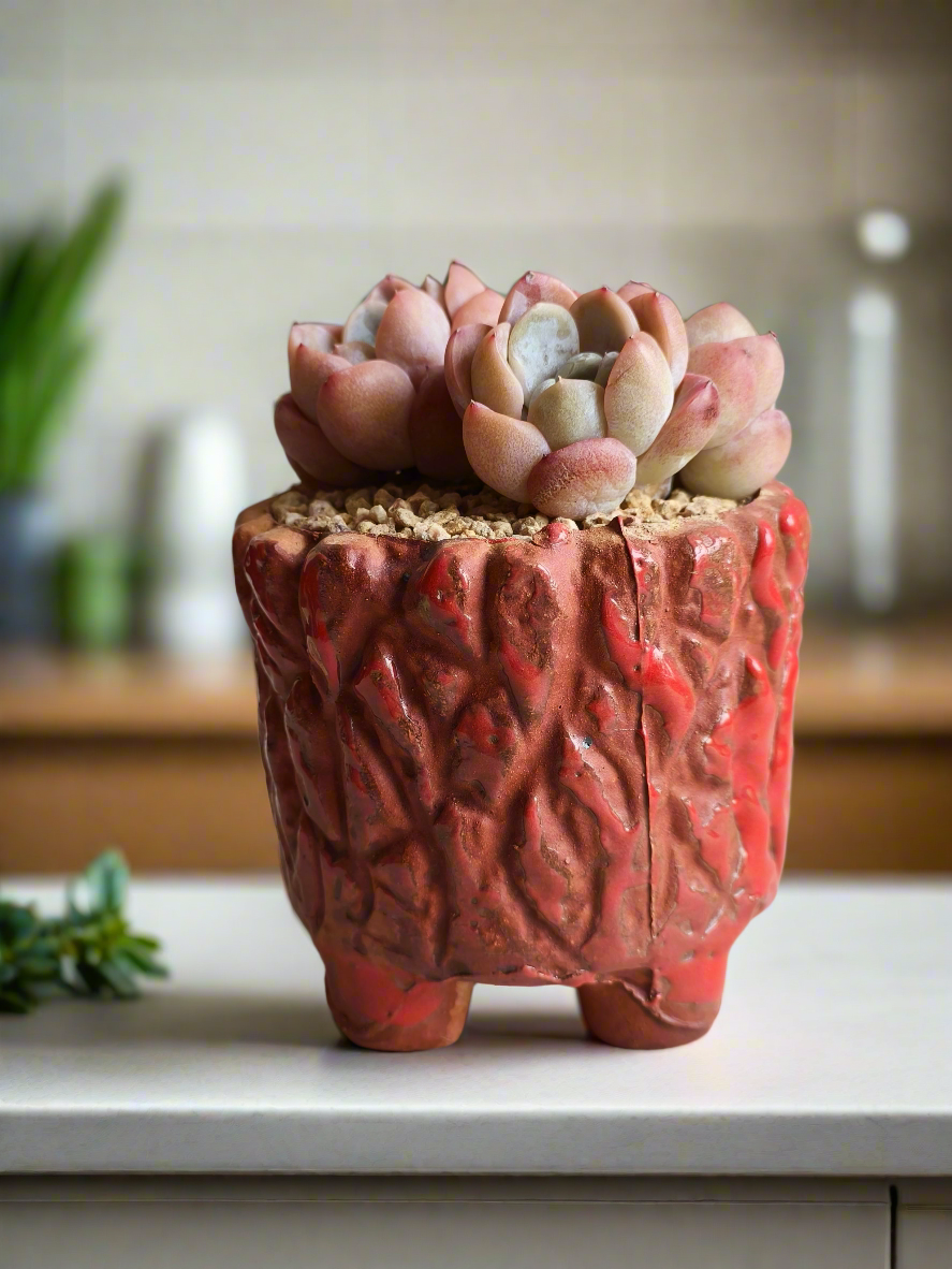 Succulent Rustica Ceramic Red – Echeveria hybrid