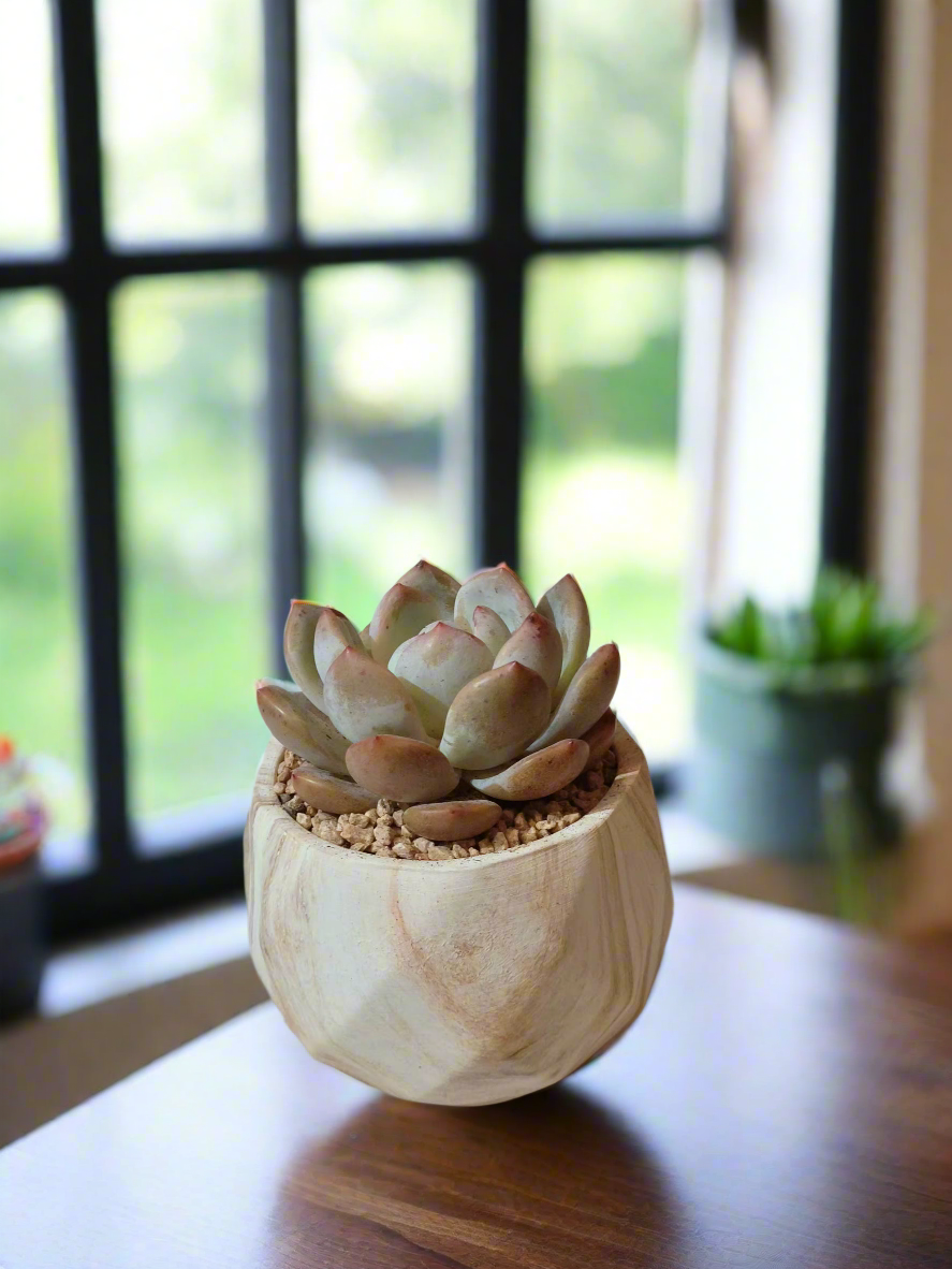 Succulent Classic Marble Brown Pot – Echeveria Laui