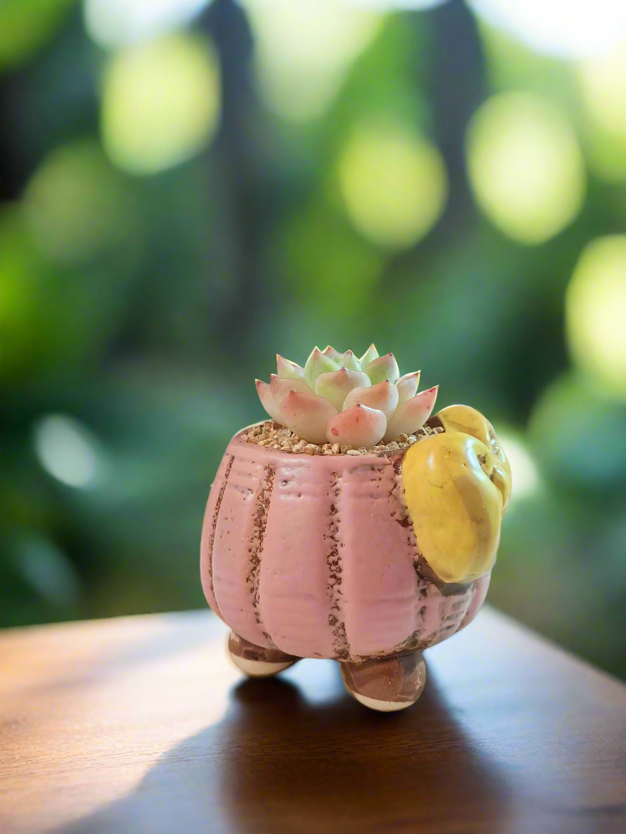 Succulent Ceramic Round Bow Pink – Echeveria Suryeon