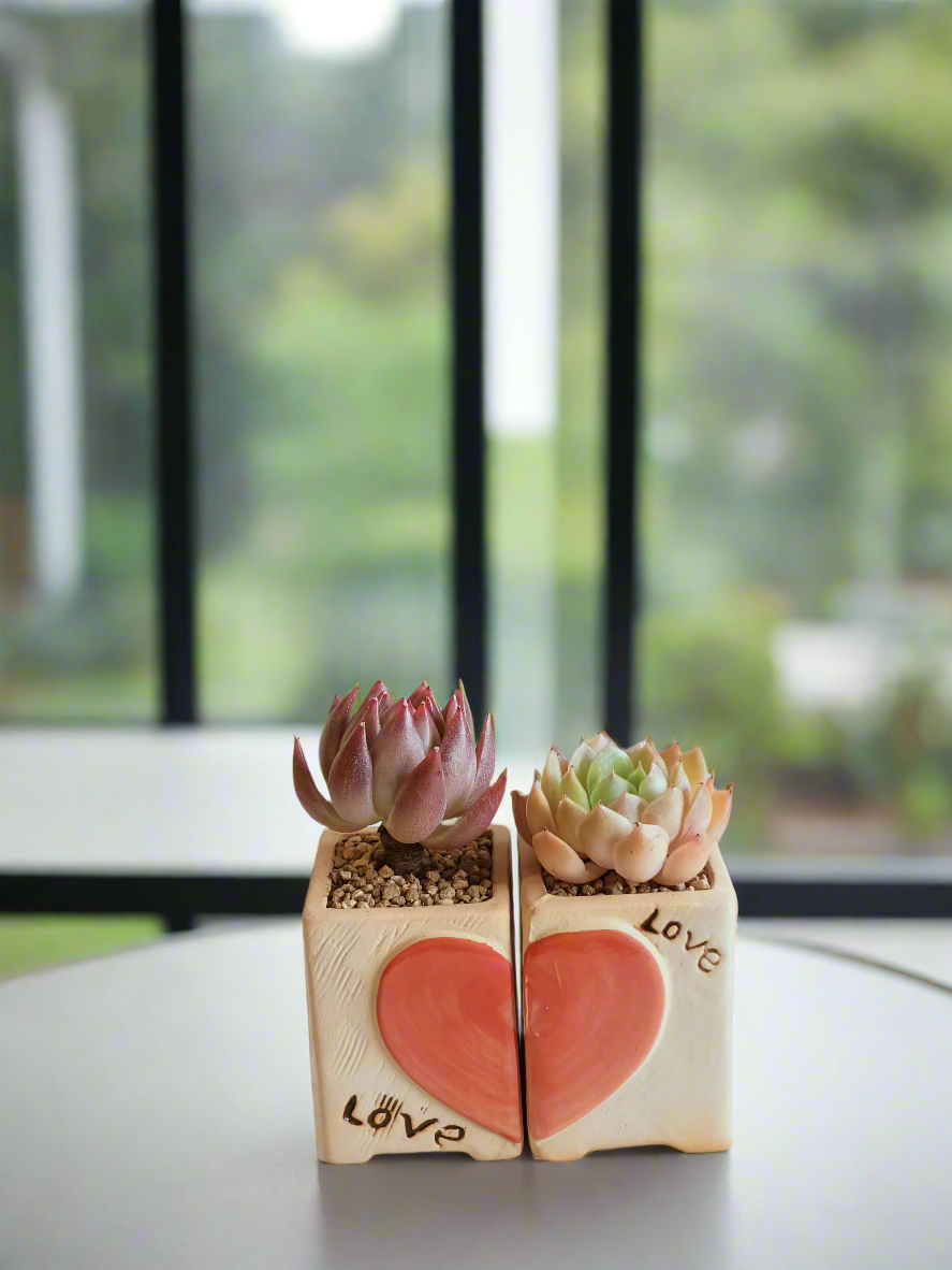 Succulent Heart Duo: The Perfect Gift of Love and Growth - Echeveria Agavoides & Elegans