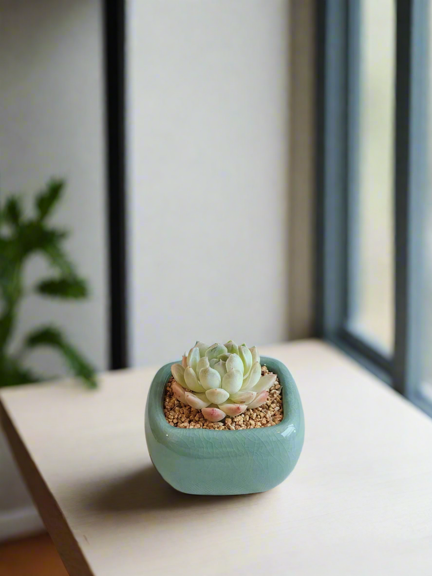 Succulent Zen Square Turquoise Pot – Echeveria Elegans