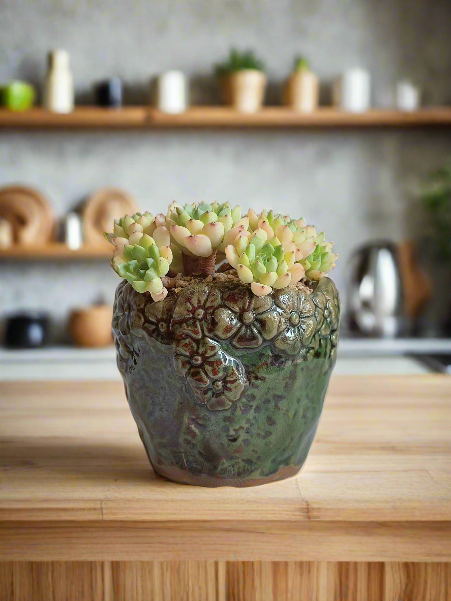 Close-up of the Succulent Rustica Ceramic Pot – Echeveria Macadamia in a decorative ceramic pot.