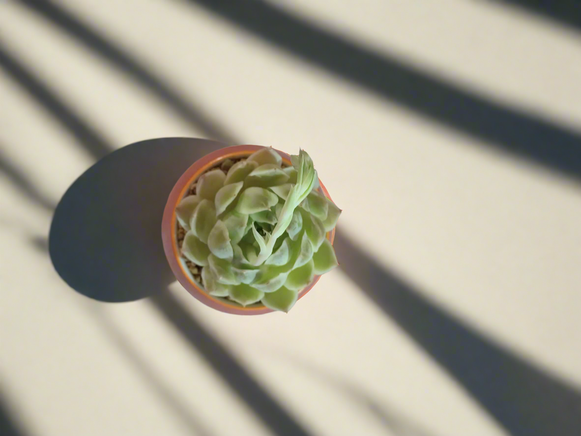 Succulent Auspicious Grace Pot - Echeveria Mexican Snowball