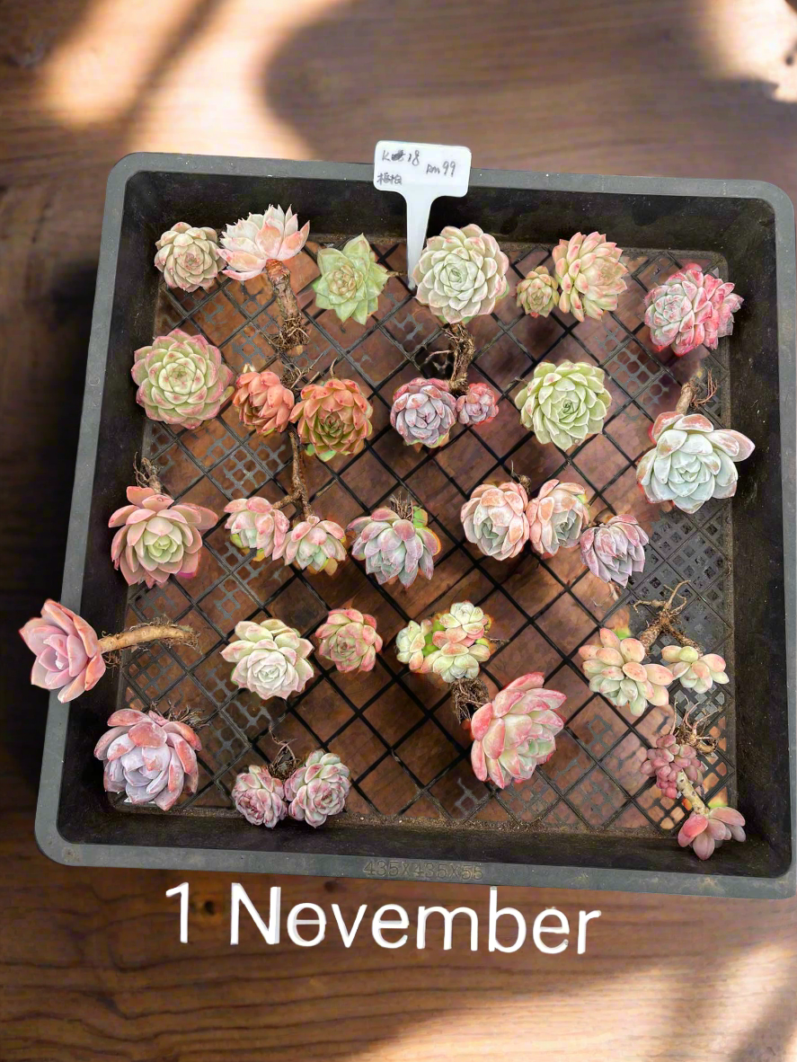 Succulent Sakura Blue - Sedum Lucidum - SlowBloomGreens