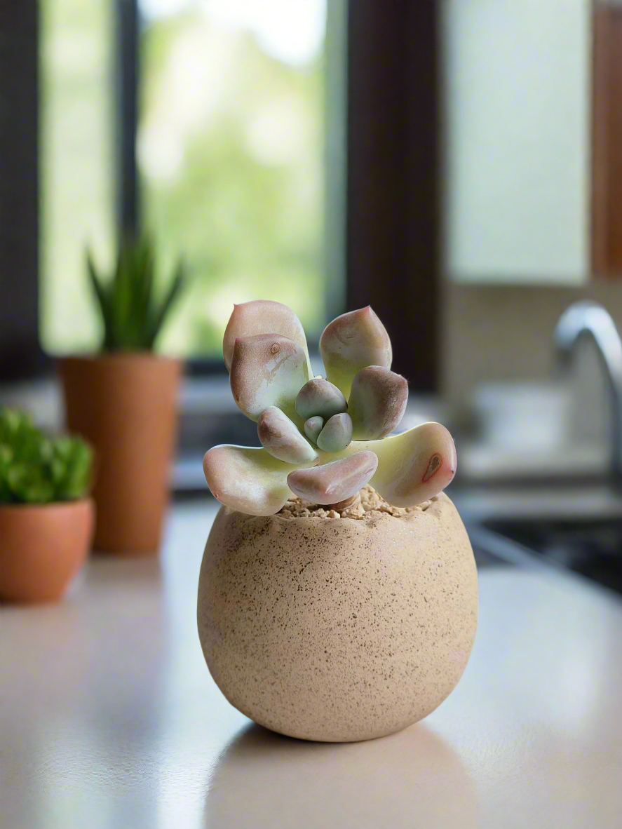 Succulent Egg Planter Khaki - Graptoveria 'Opalina'