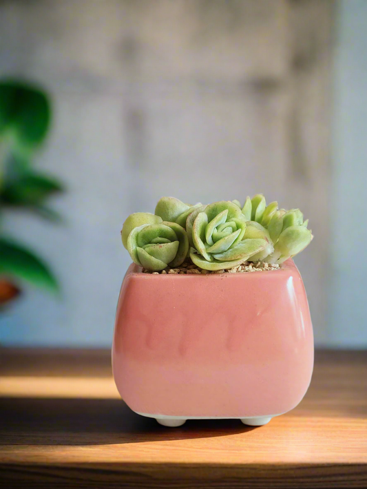 Succulent Serene Square Pink – Echeveria Ice Roses