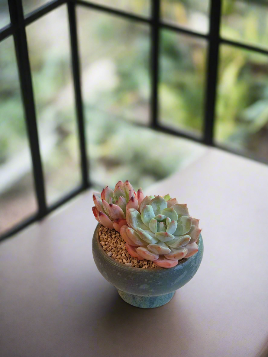 Succulent Moonlit Bloom Pot – Blue-Green with Echeveria Orange Monroe & Friends