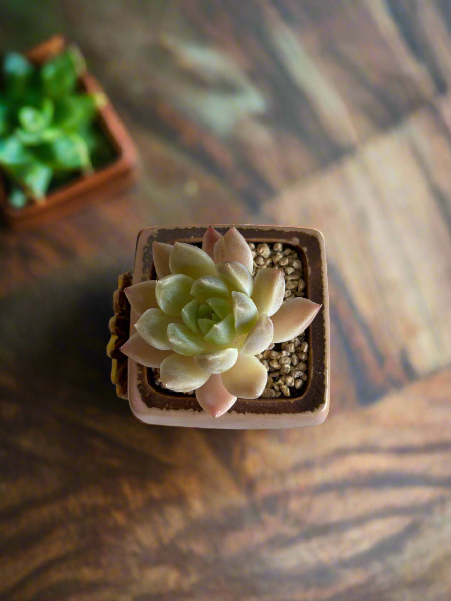 Succulent Ceramic Square Flowerpot Pastel Pink – Pachyphytum Cream Beauty - SlowBloomGreens