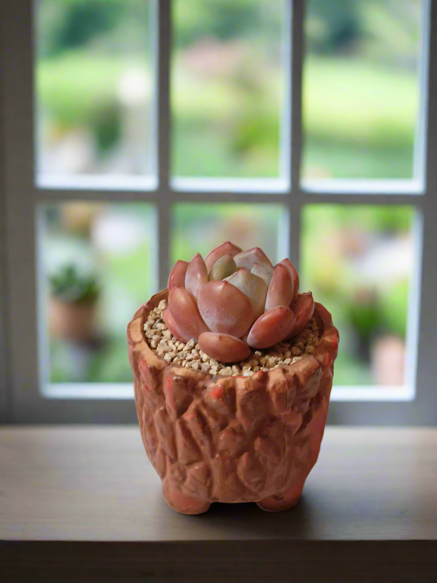 Succulent Rustica Ceramic Red – Echeveria Orange Monroe