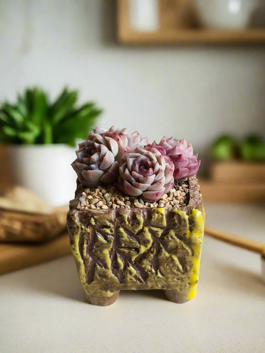 Succulent Rustica Ceramic Yellow-Brown – Echeveria 'Red Velvet'