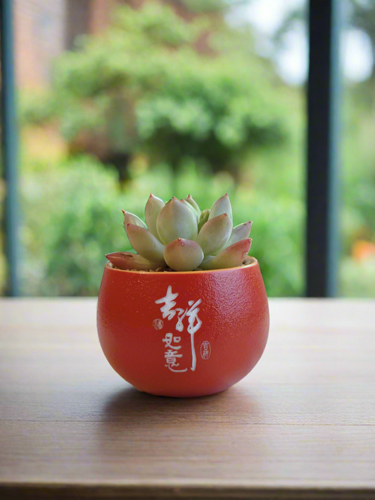 Succulent Auspicious Grace Pot - Echeveria Agavoides