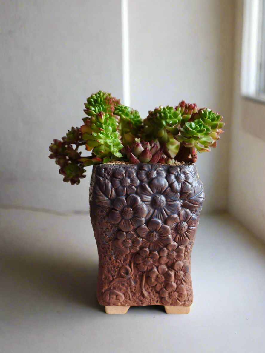 Succulent Rustic Floral Embossed Pot – Lety's Sedeveria