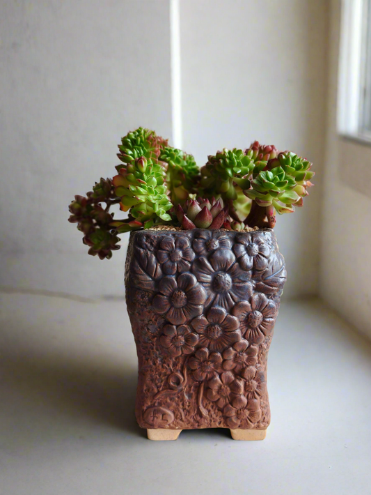 Succulent Rustic Floral Embossed Pot – Lety's Sedeveria