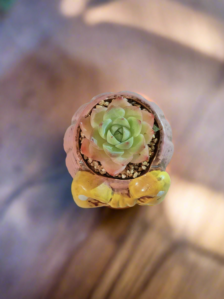 Succulent Ceramic Round Bow Pink – Echeveria Suryeon