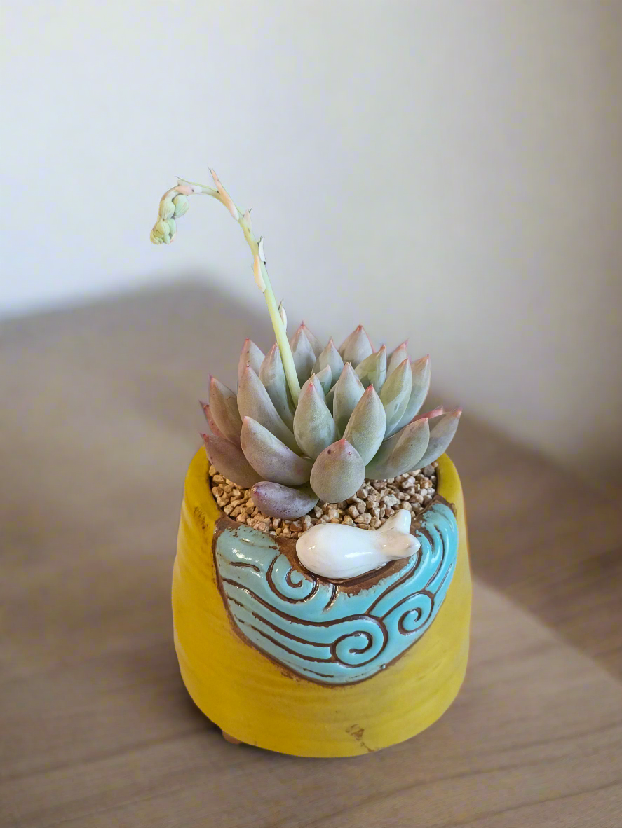 Succulent Enchanted Garden Fish – Pachyveria Angel's Finger (Blooming)