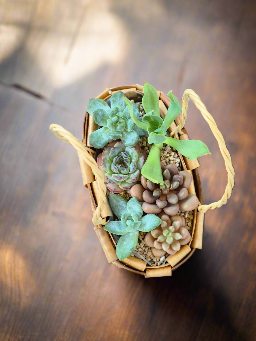 Succulent Basket Bliss - Handcrafted Succulents