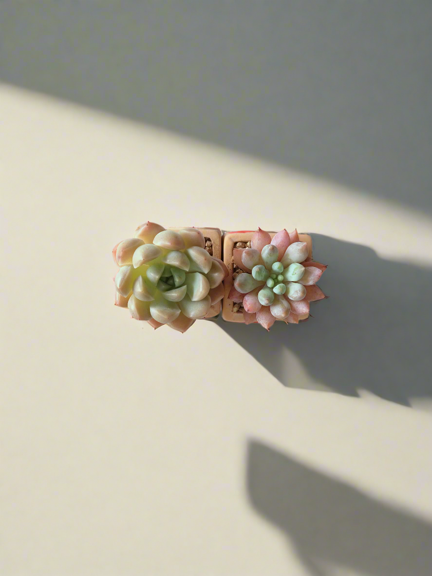 Succulent Heart Duo – The Perfect Gift of Love and Growth - SlowBloomGreens