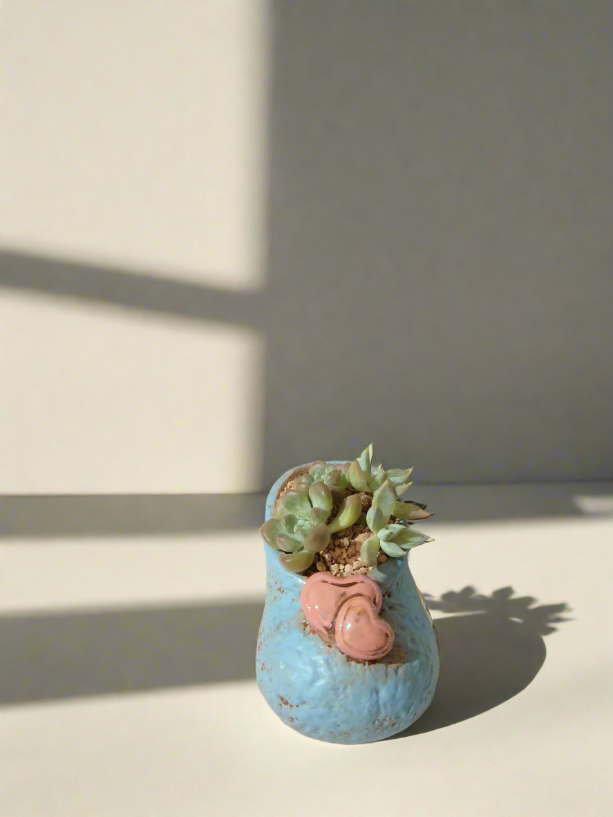 Succulent Mary Jane Charm Blue – Graptopetalum mendoza & Pachyveria pachyphytoides - SlowBloomGreens