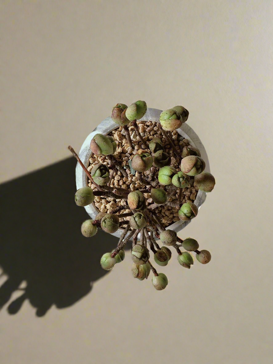 Succulent Elegant Round Grey - Aeonium 'Adodes' - SlowBloomGreens