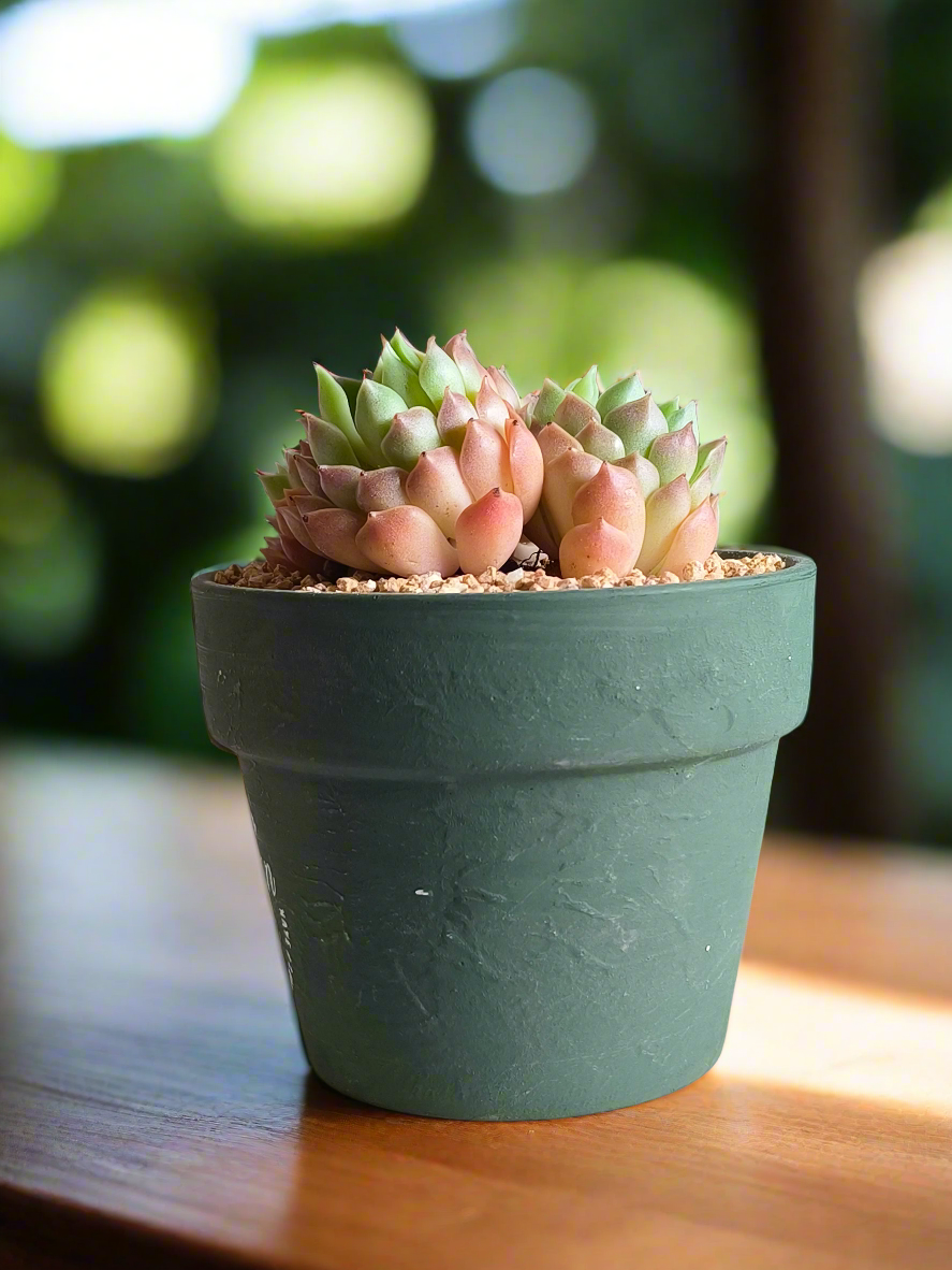 Succulent Rustica Garden – Echeveria Onslow