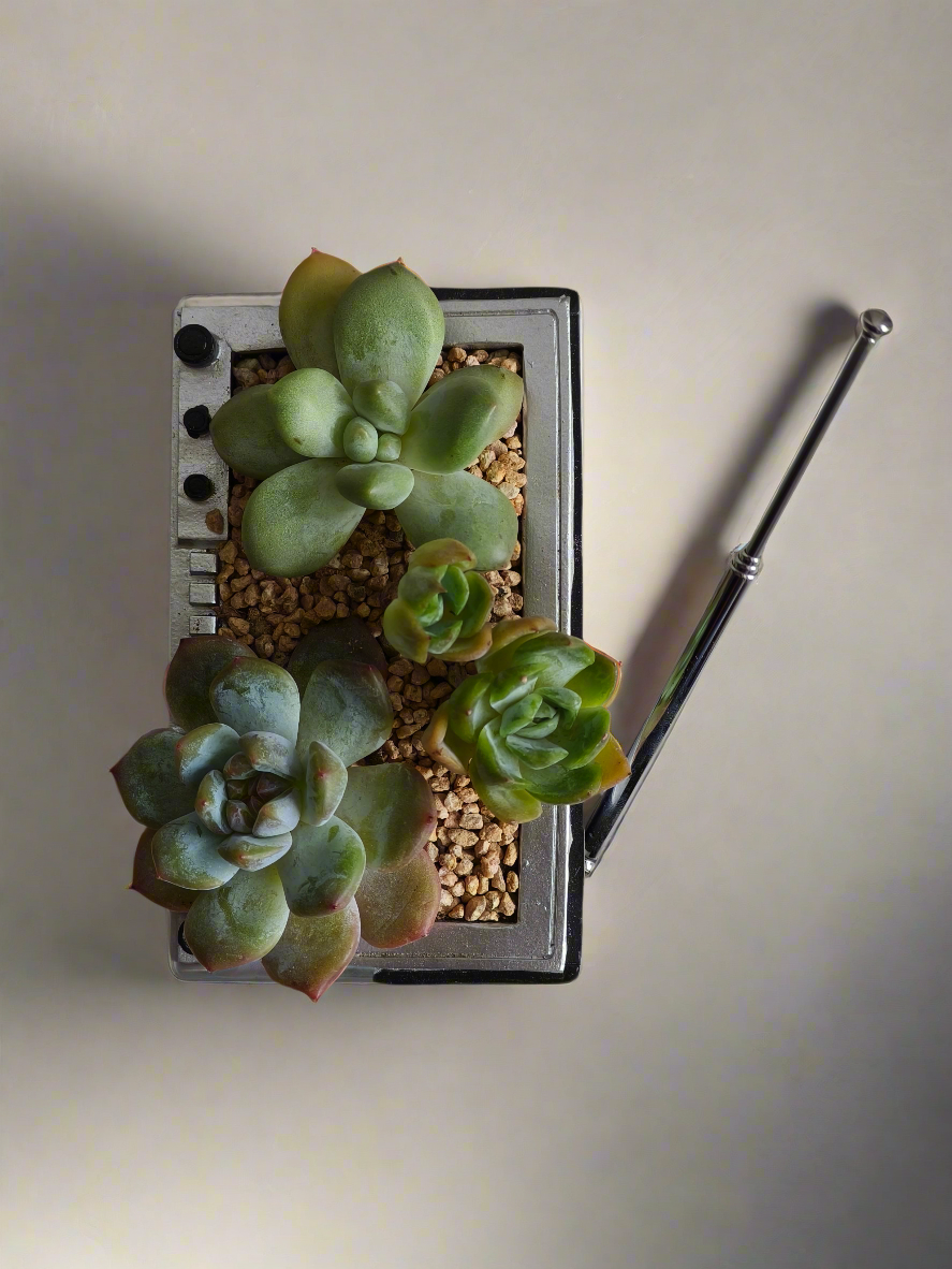 Succulent Retro Boombox – Pachyphytum Oviferum, Echeveria Bluebird & Echeveria Elegans 🎶✨