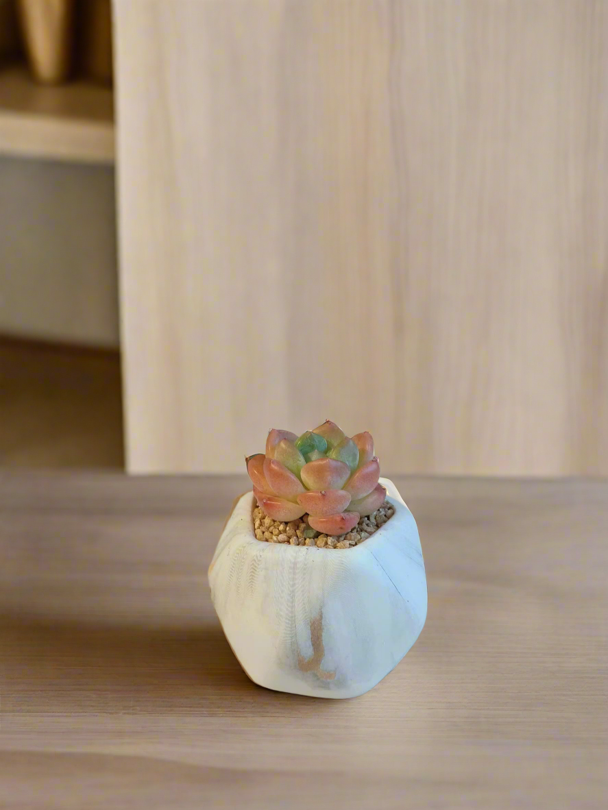 Succulent Mini Octagon Gold - Echeveria Suryeon - SlowBloomGreens