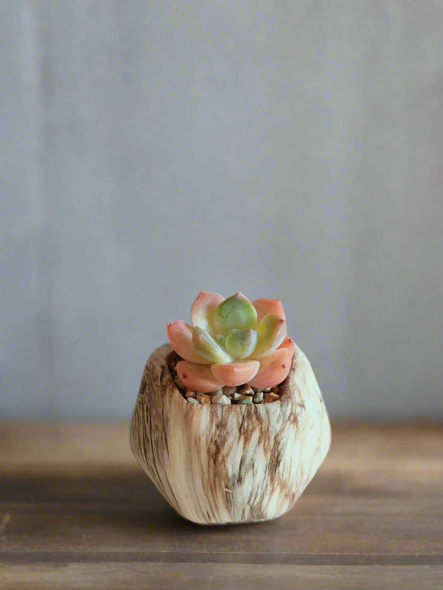 Charming addition of the Succulent Mini Octagon Brown Pot – Echeveria Suryeon to any room.