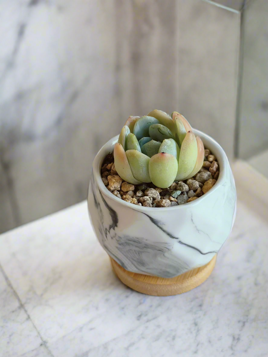 Detailed view of the Succulent Petite Bliss Grey - Echeveria Suryeon in a rustic pot.