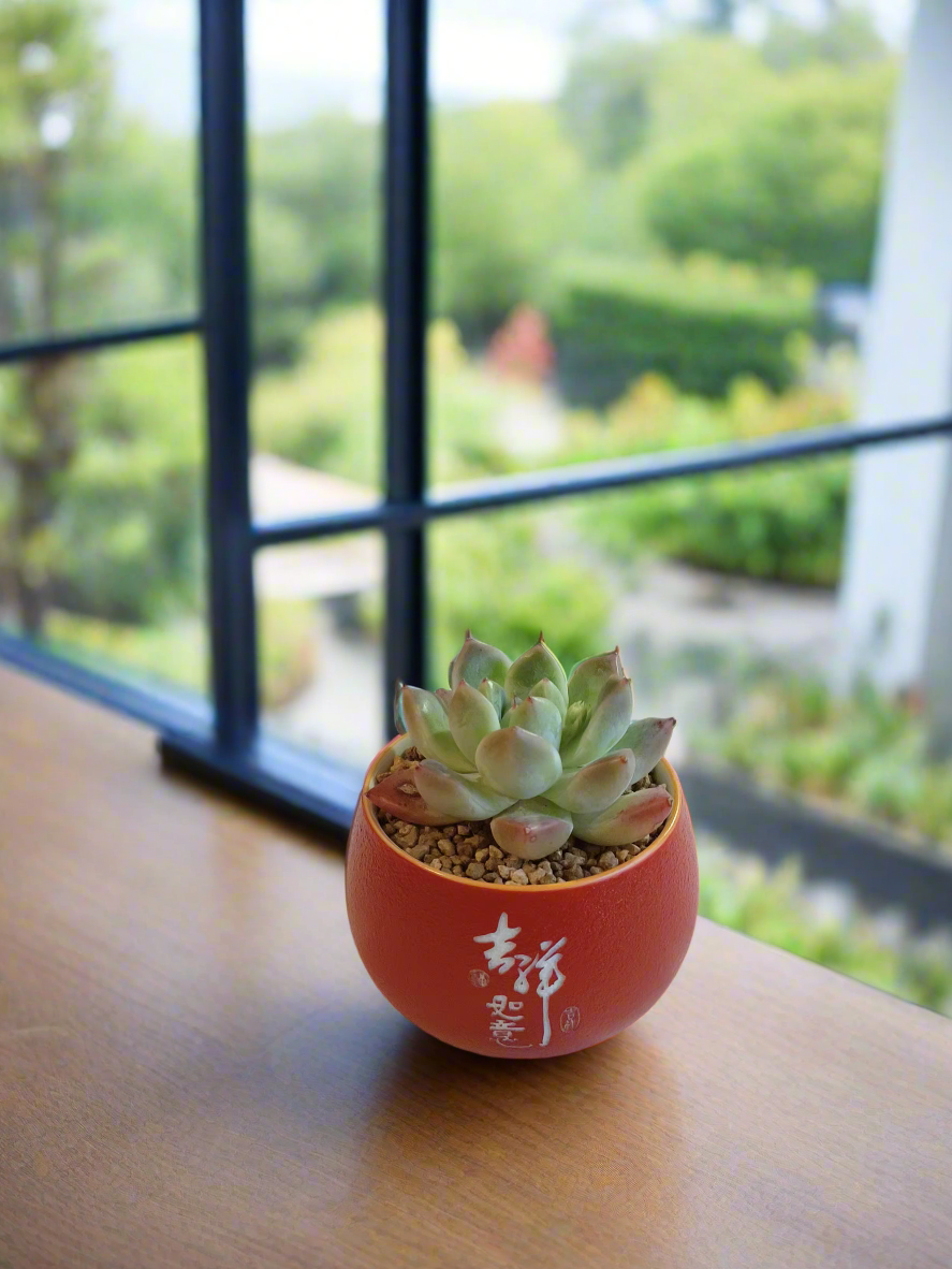 Succulent Auspicious Grace Pot - Echeveria Agavoides