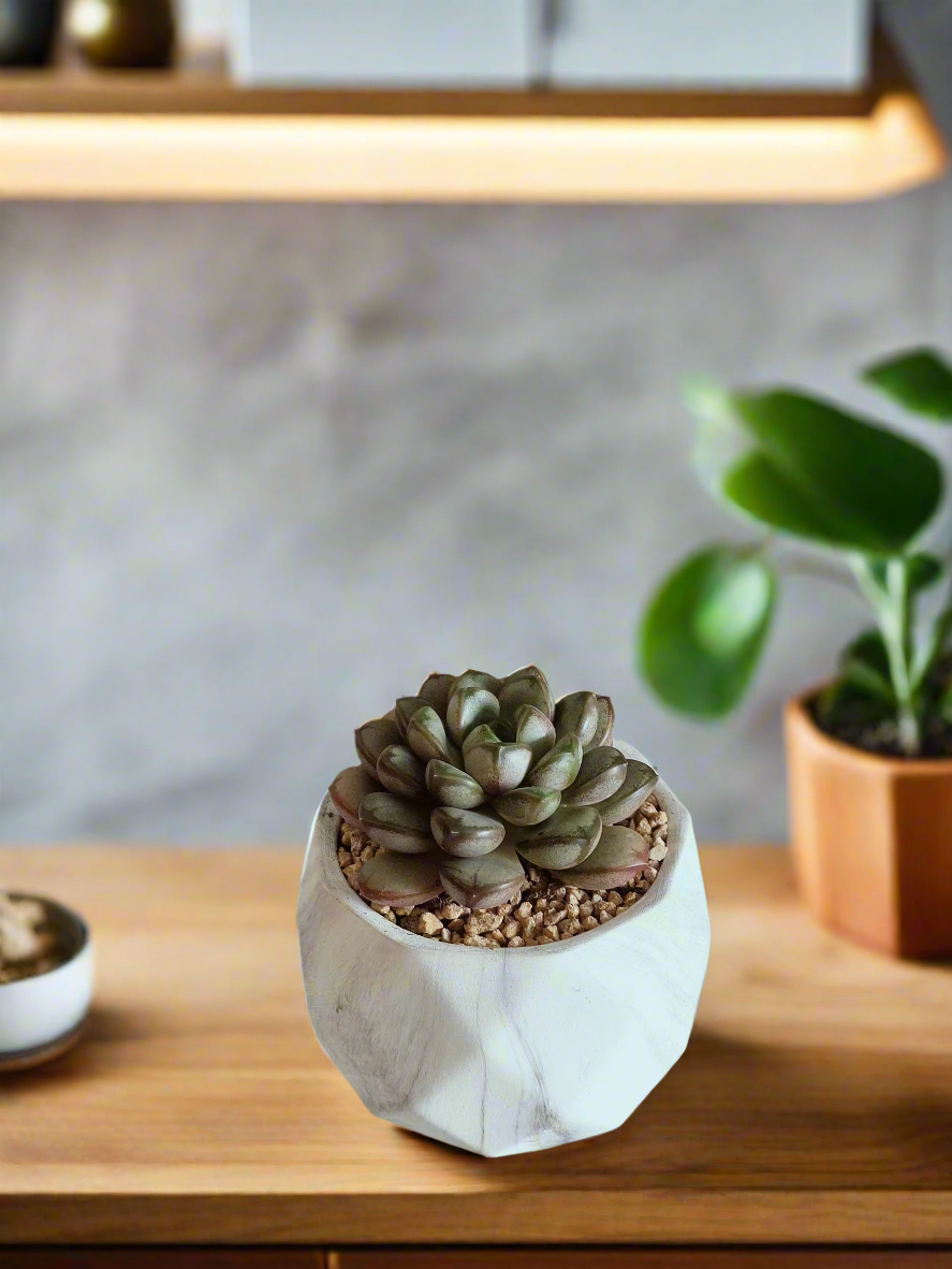 Succulent Harmony Ash Pot adorned with lush foliage of Graptoveria 'Amethorum'.