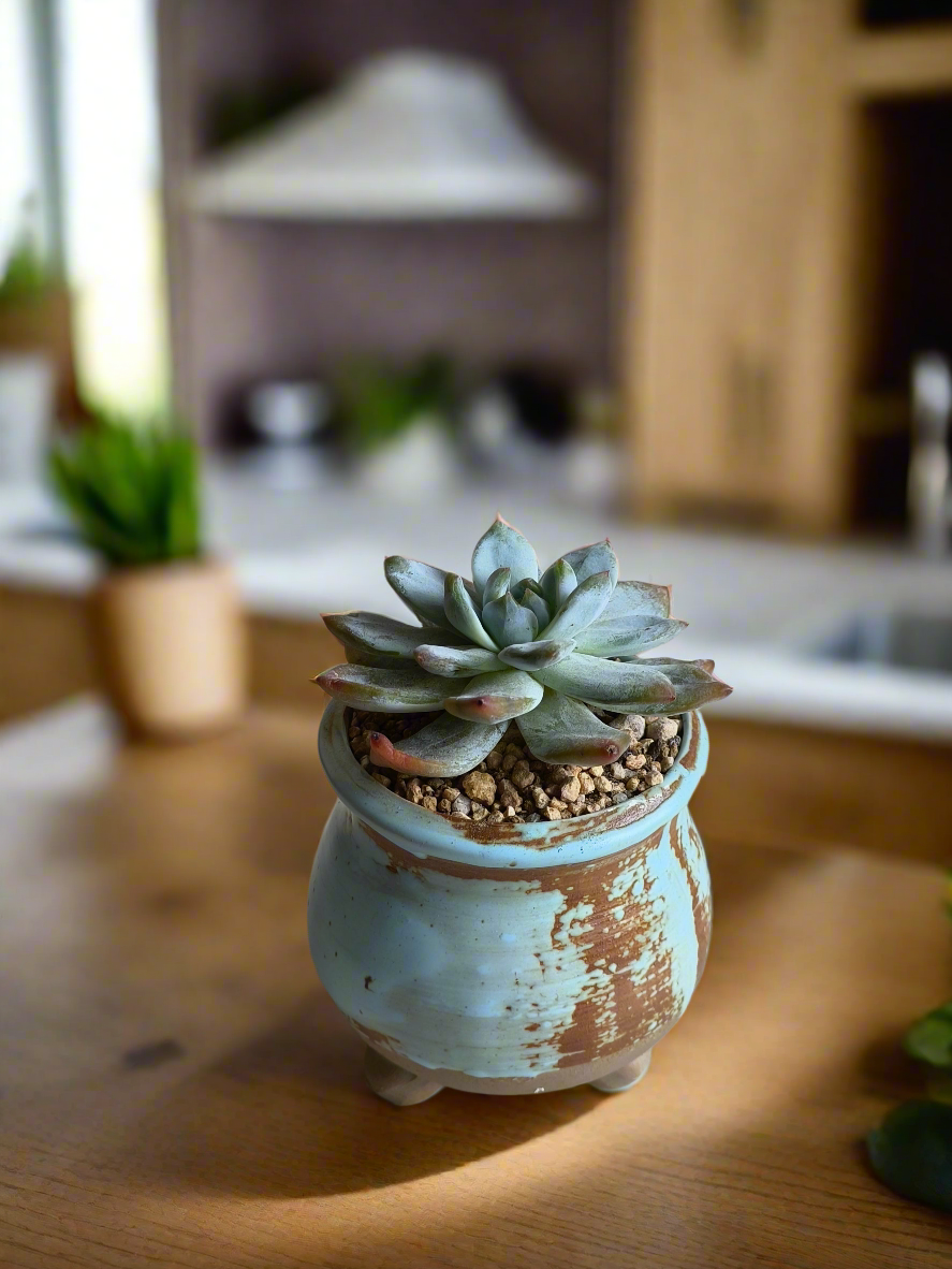 Succulent Rustic Serenity Pot – Echeveria 'Blue Bird'