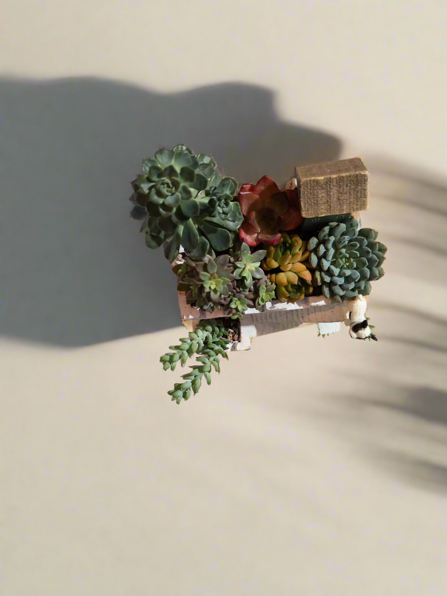 Succulent Sakura Blue - Sedum Lucidum - SlowBloomGreens