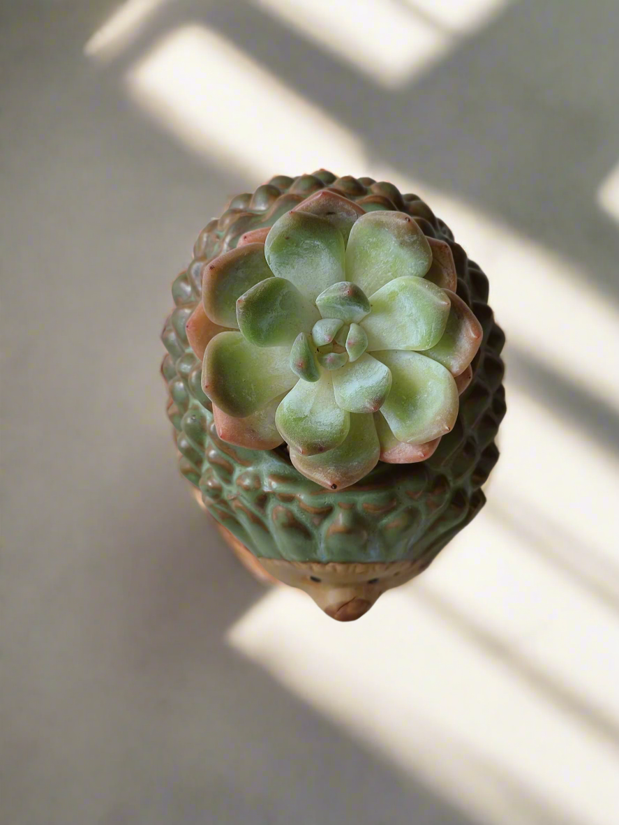 Succulent Hedgehog Pot - Echeveria Suryeon