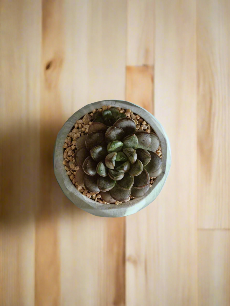 Natural beauty of Succulent Harmony Green Pot – Graptoveria 'Amethorum' in Marble Pot displayed indoors.