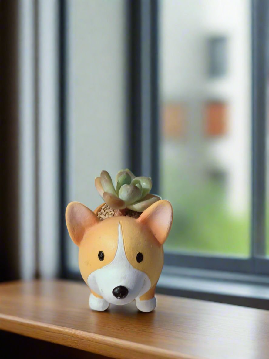 Close-up of Succulent Standing Charming Corgi with succulent