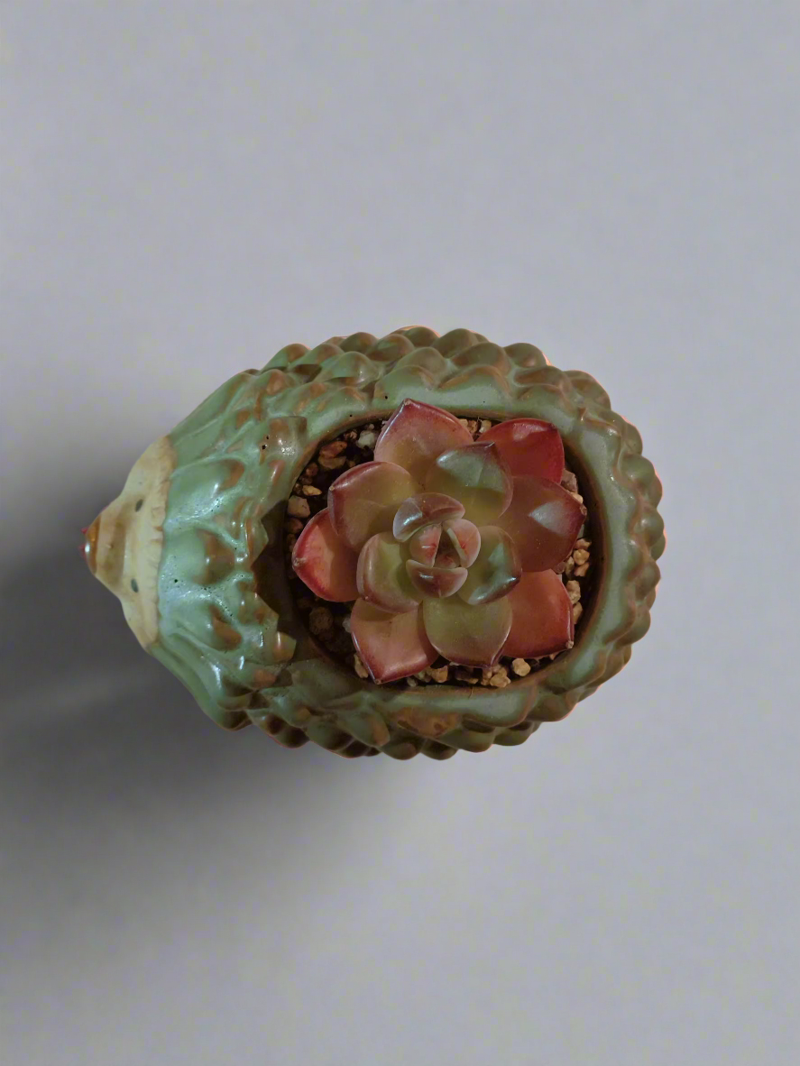 Succulent Hedgehog Pot - Echeveria Agavoides 'Romeo' - SlowBloomGreens