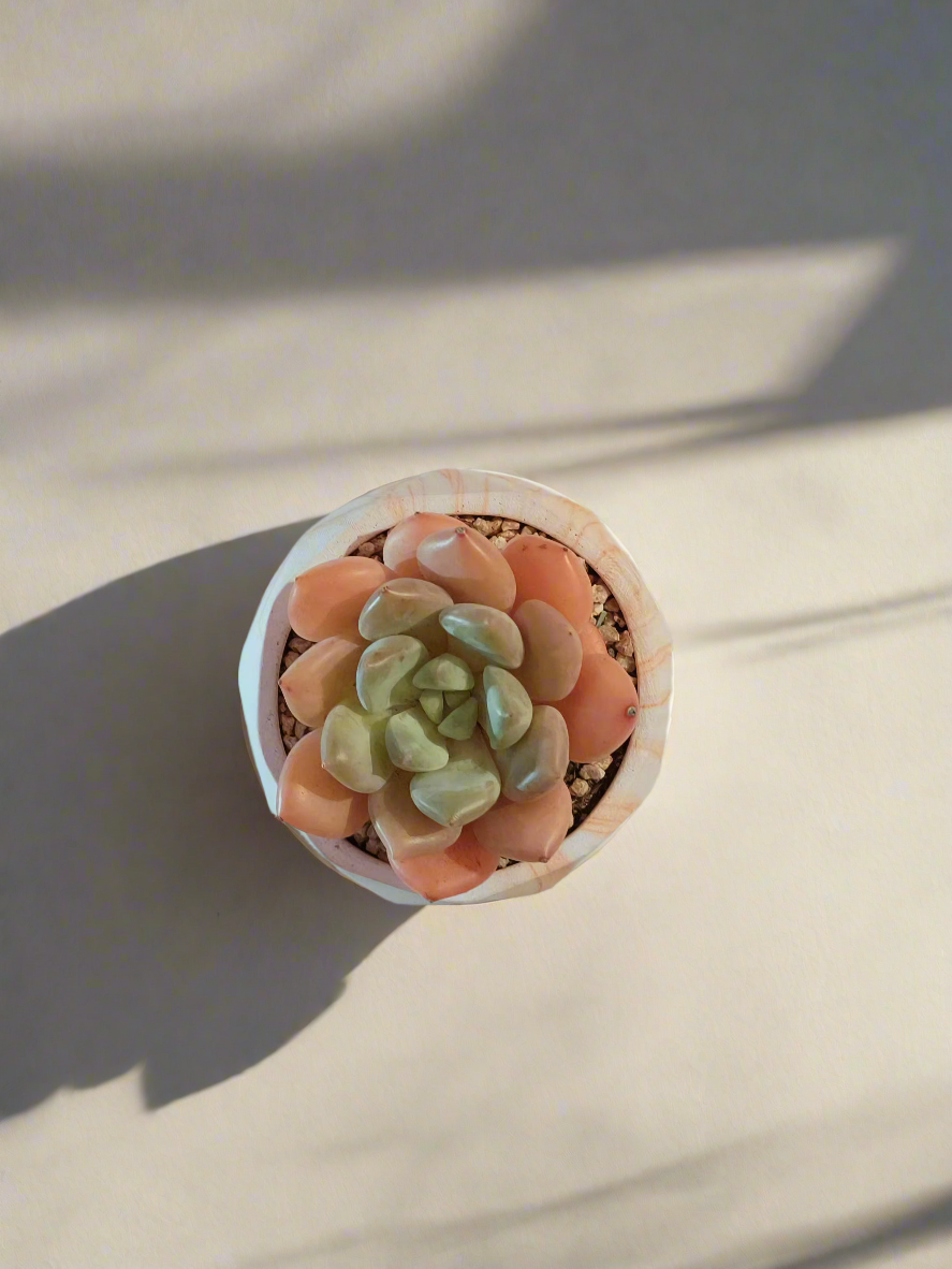 Succulent Classic Marble Orange Pot – Graptoveria White Dew