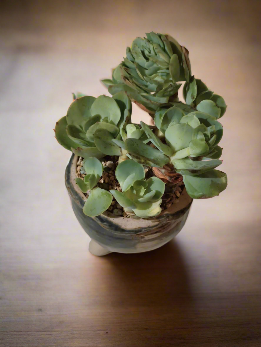 Succulent Rustica Pot- Echeveria Peach Pride - SlowBloomGreens