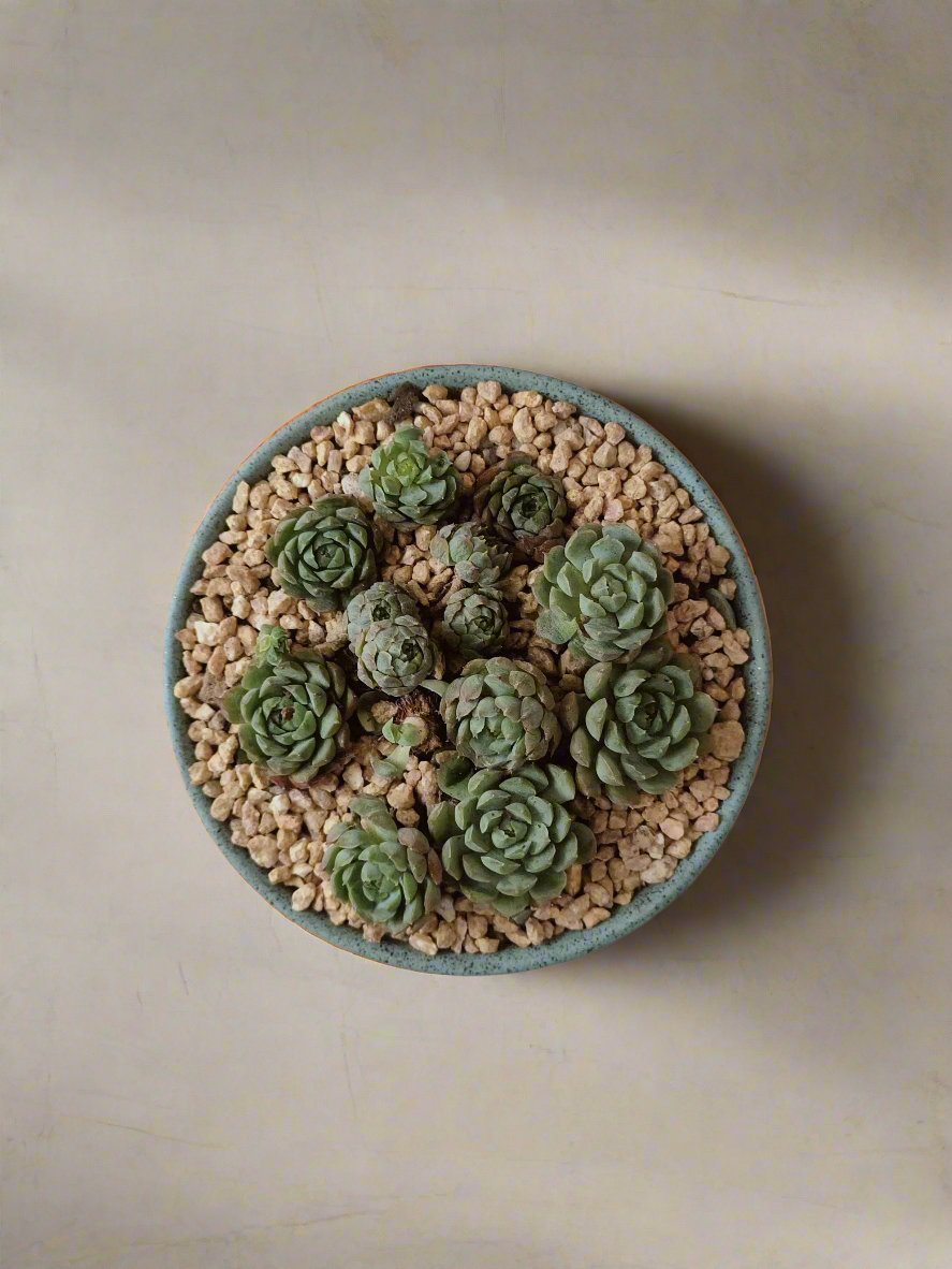 Succulent Speckled Terracotta Pot Blue - Miniature Echeveria