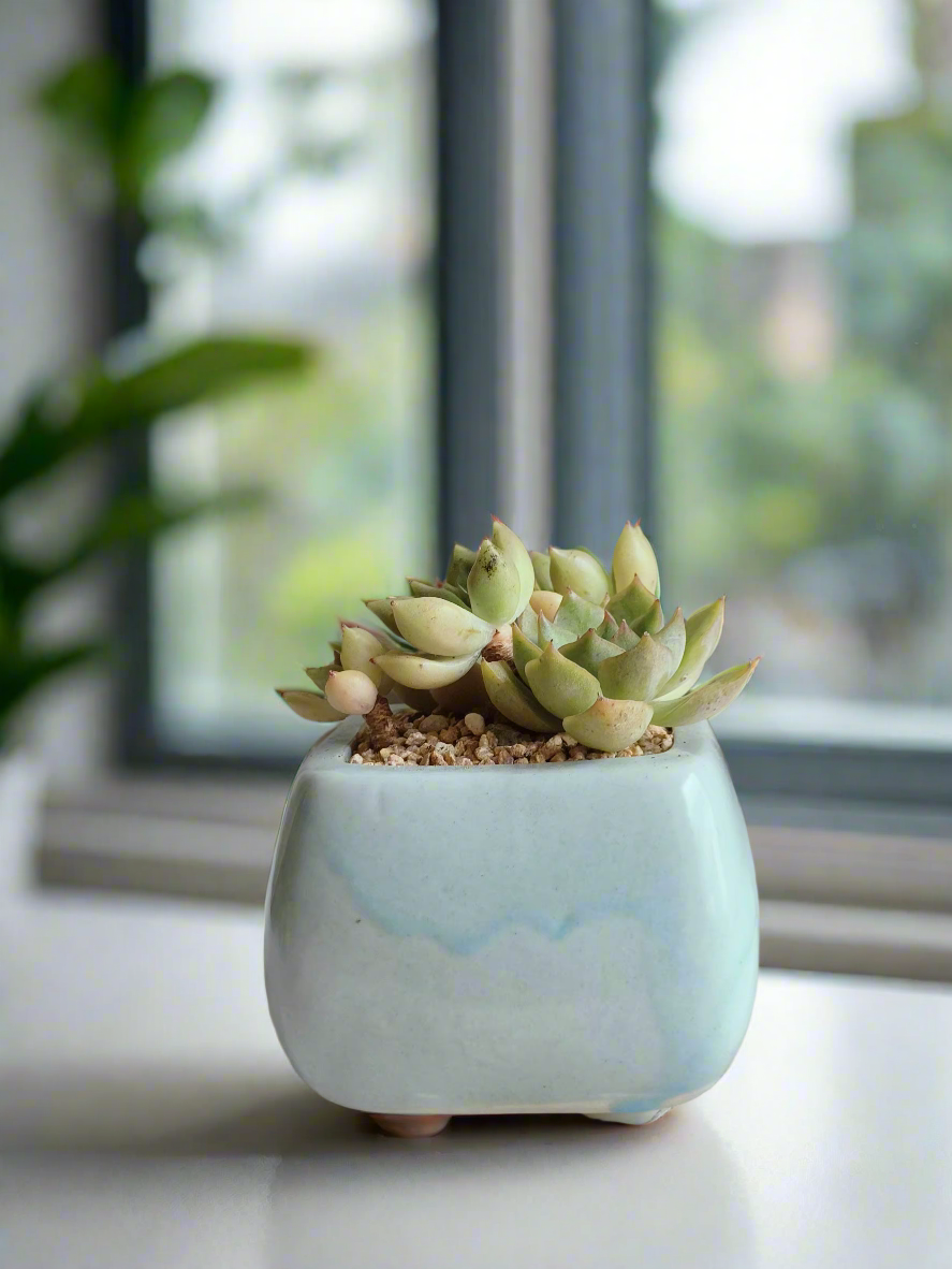 Succulent Serene Square Baby Blue – Echeveria Agavoides (Lipstick)