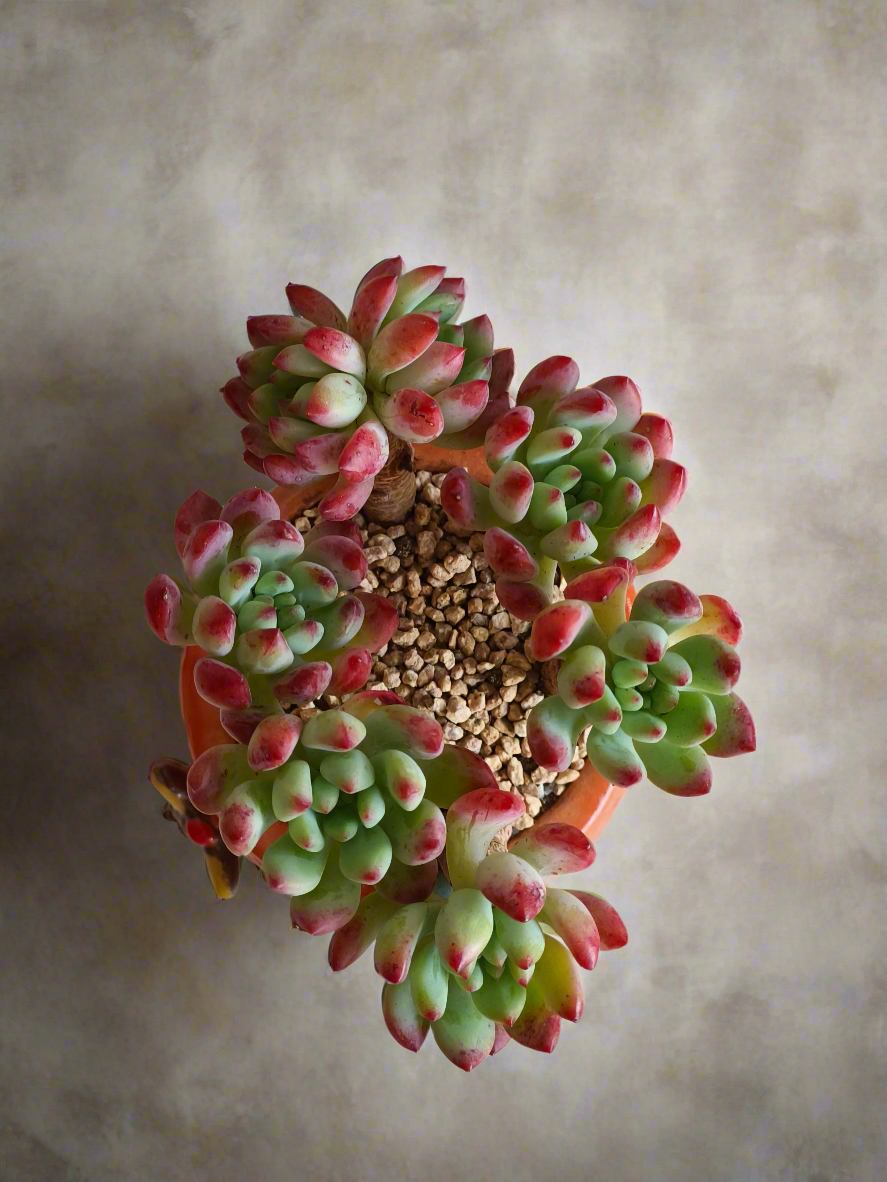 Succulent Enchanted Garden Dragonfly Planter – Sedeveria 'Blue Elf'