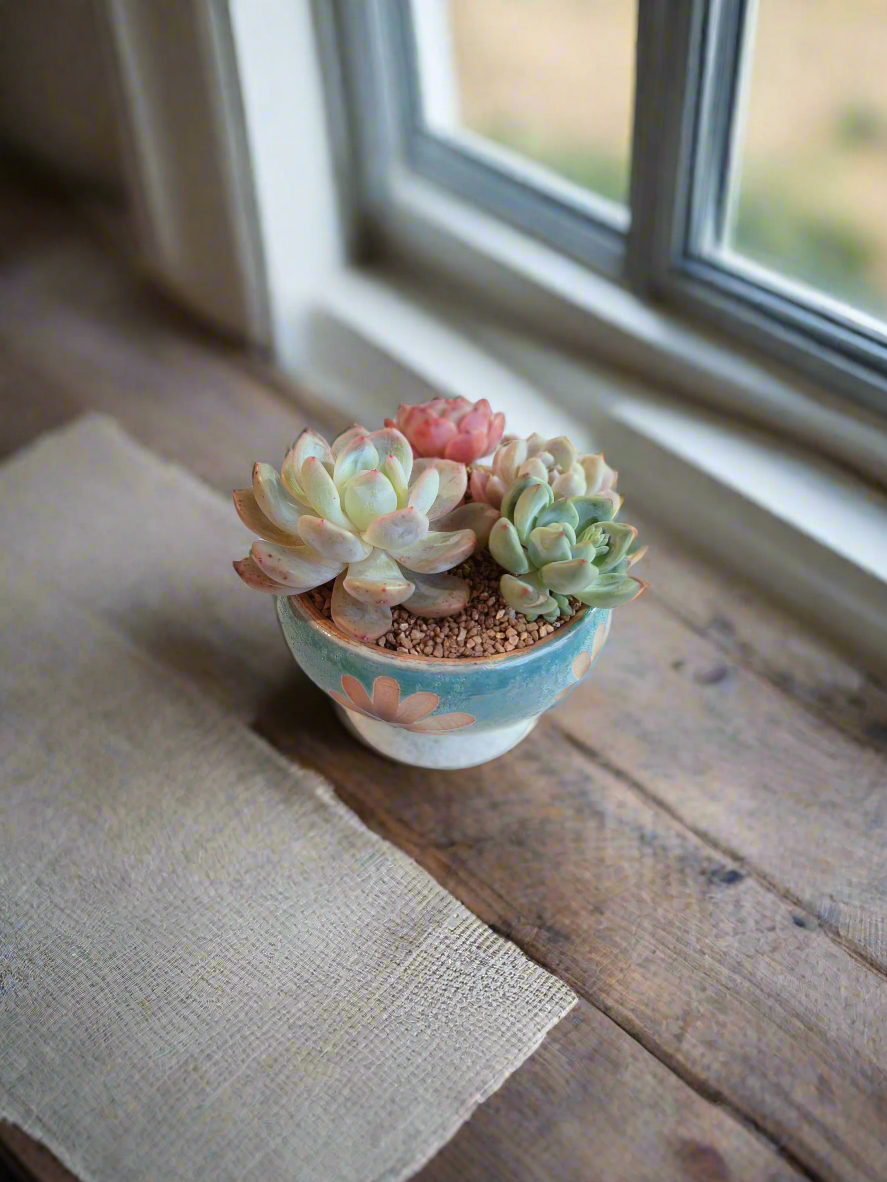 Succulent Moonlit Bloom Pot – Skyward Blue with Echeveria Laui & Friends