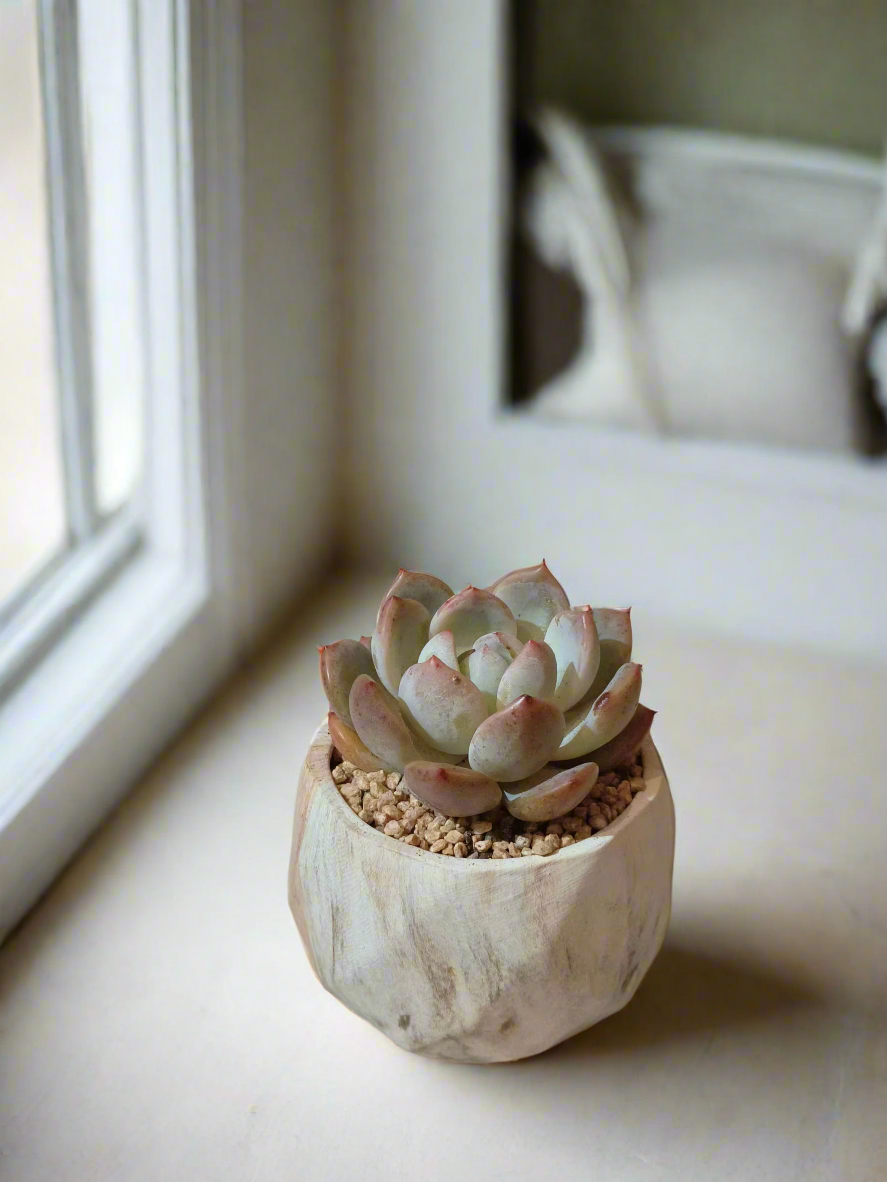 Succulent Classic Marble Brown Pot – Echeveria Laui