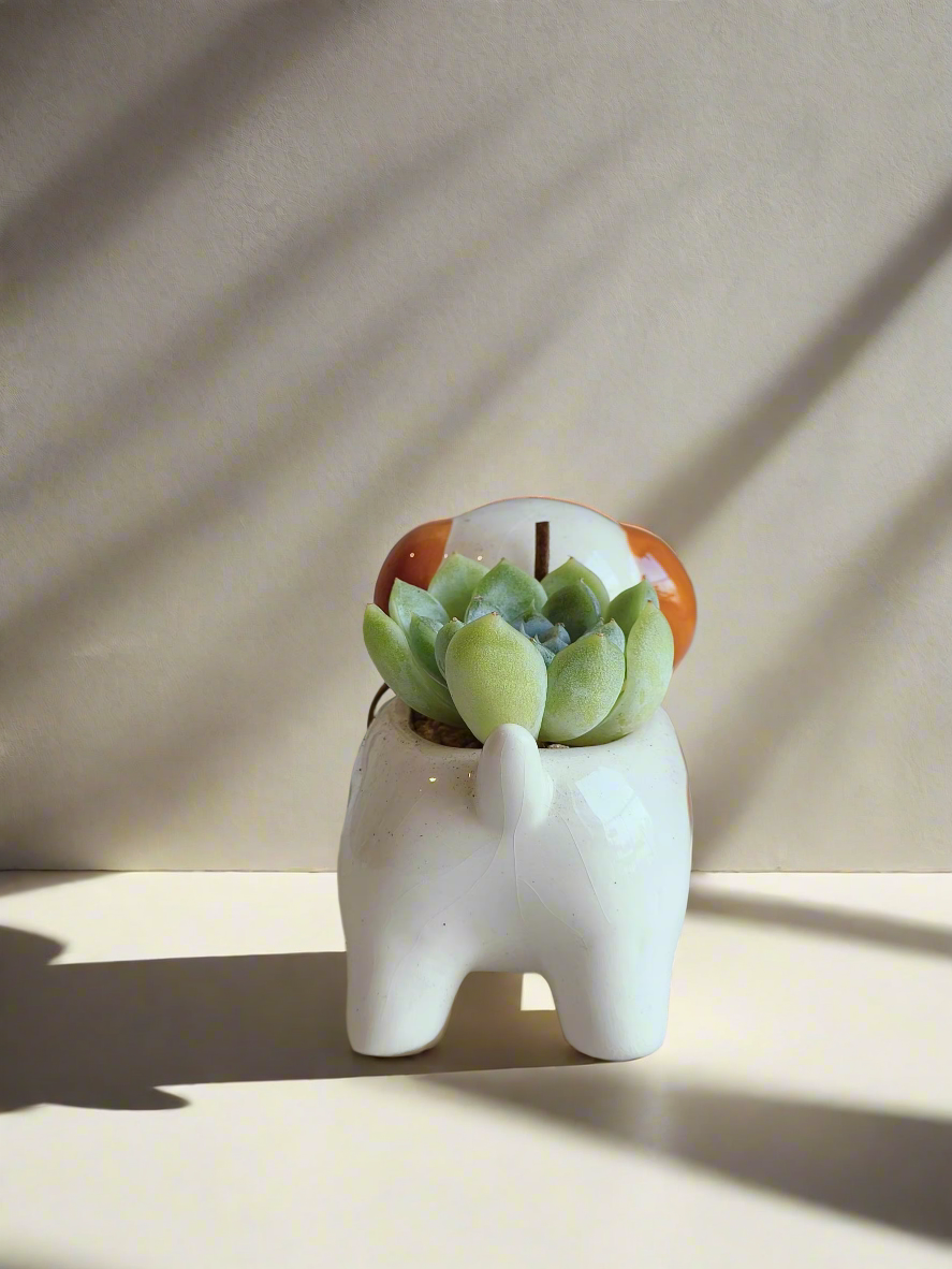 Succulent Puppy Jack Russell Terrier Pot - Echeveria Ice Green - SlowBloomGreens