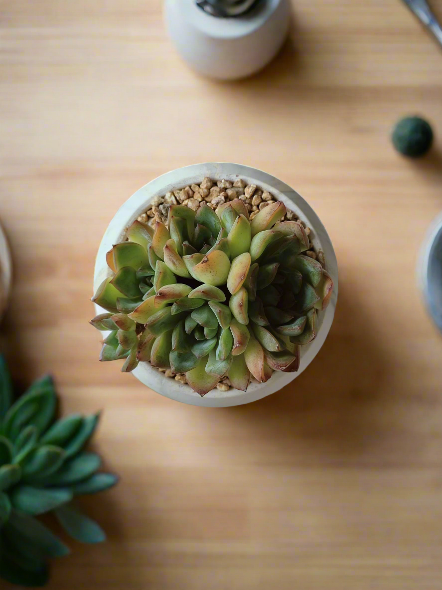 Striking rosettes of the Succulent Elegant Round Gold Pot – Echeveria Mexican Ball.