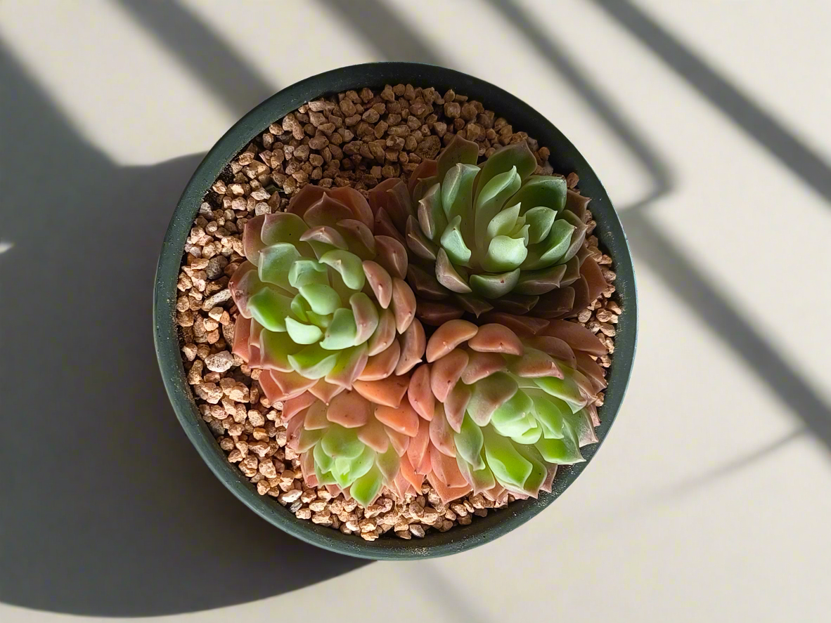 Succulent Rustica Garden – Echeveria Onslow